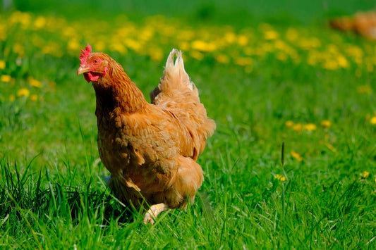 Feathers & Friendship: An Insight into Domestic Chickens
