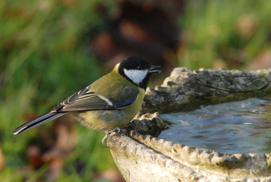 Winters lifeline - The essential role of bathing & drinking water for garden birds