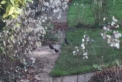 Some new sightings in the garden