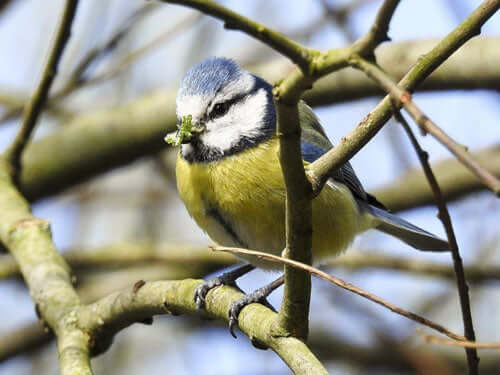 Attracting Blue Tits to Your Garden