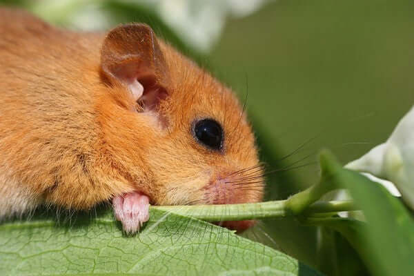 All about Dormice