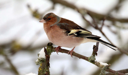 Britain's Top 10 most common garden birds and the bird food they eat.