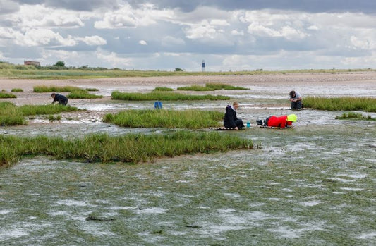 Planting seagrass in the river Humber 