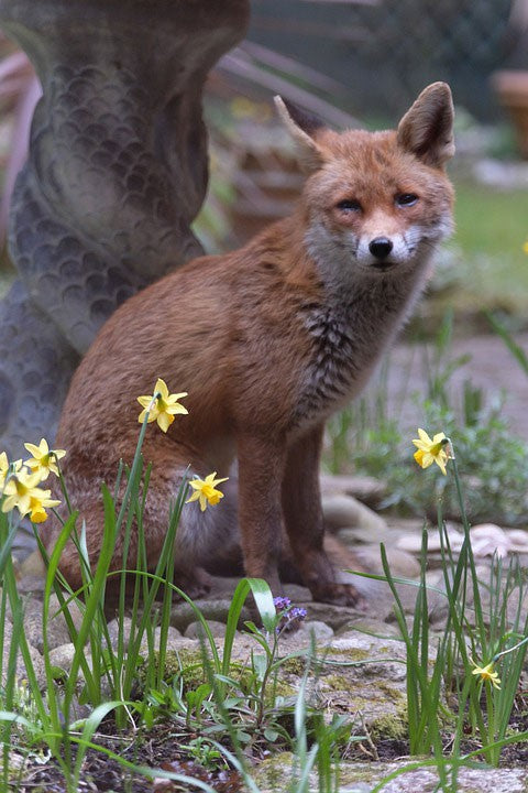 Image of a fox sat amongst the daffodils