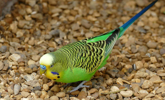 A balanced bird diet is essential - Haith's UK
