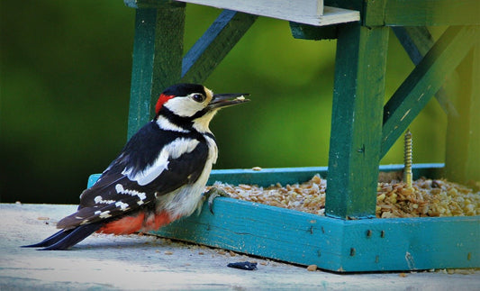 A Beginner’s Guide to Bird Feeding: Essential Tips and Advice - Haith's UK