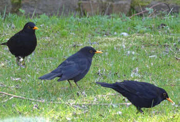 A Focus on Blackbirds - Haith's UK