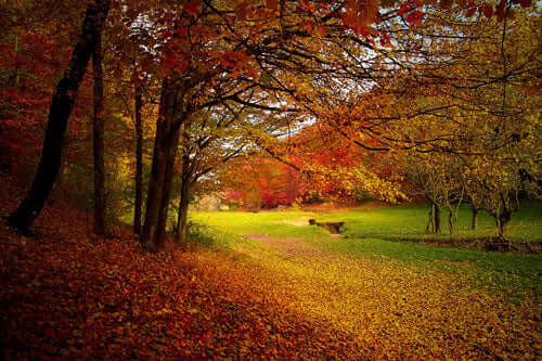 A Wildlife Garden in November - Haith's UK