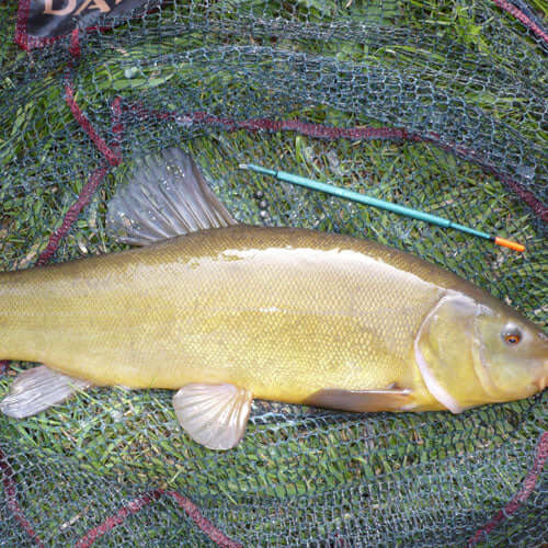 Adam's Tench Tips - Haith's UK