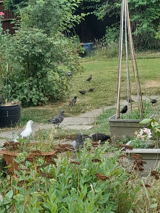 Adapting to the feeding stations - Haith's UK