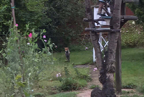 All creatures great and small - Haith's UK