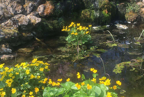 Armchair Naturalist - Nature notes from a Wiltshire garden - Haith's UK