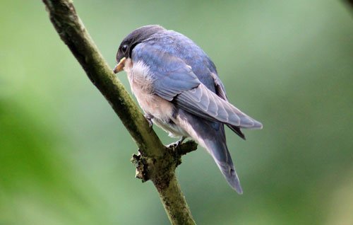 Armchair Naturalist - Strange goings-on - Haith's UK