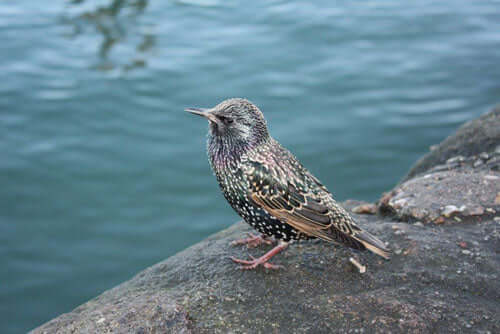 Attracting Birds to Your Garden - Haith's UK