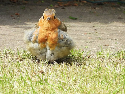 🪶 August is Moult Month – Let’s Feed Smarter - Haith's UK