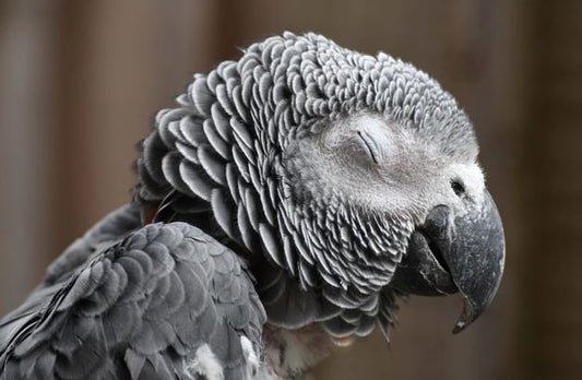 Avian Influenza (AI): Guidance for Cage and Aviary Bird Keepers - Haith's UK