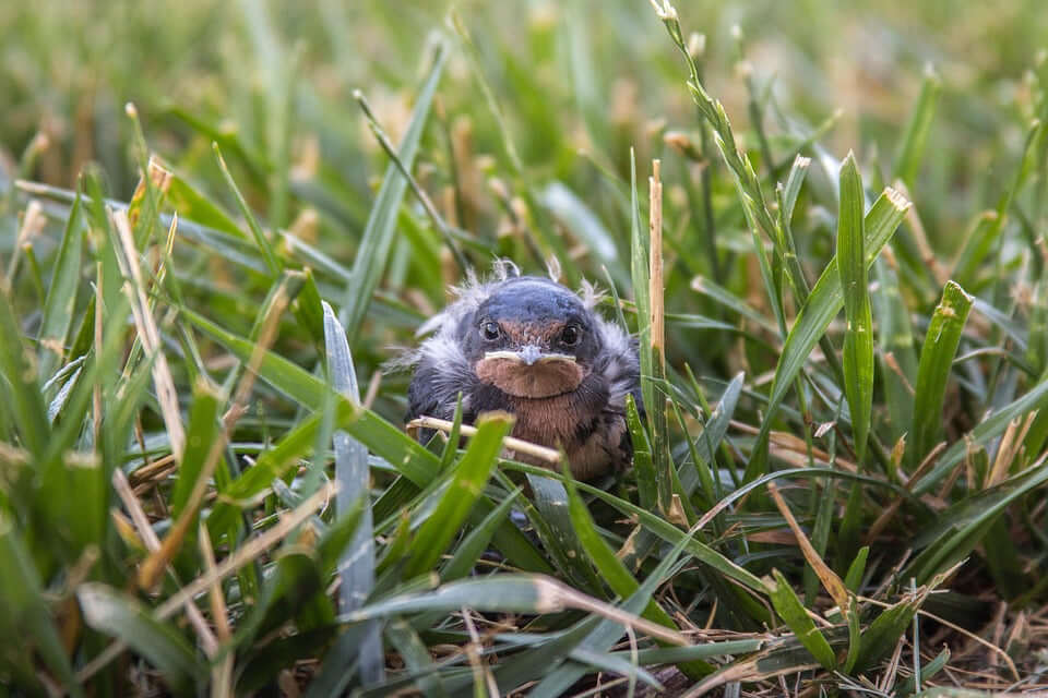Benefits of premium softfoods for garden birds - Haith's UK