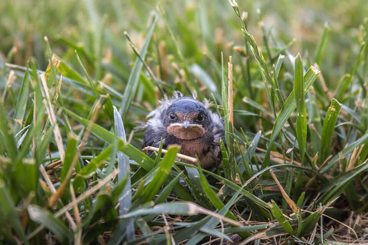 Benefits of premium softfoods for garden birds - Haith's UK