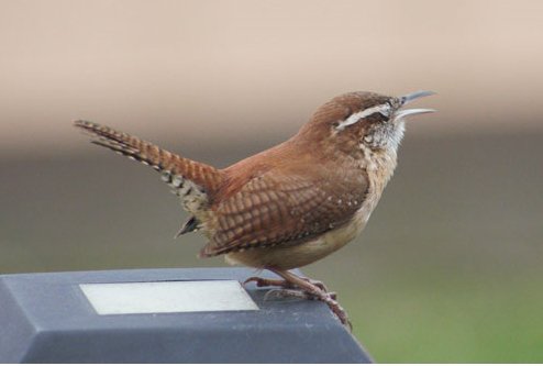 Best Bird Food for Small Garden Birds: A Comprehensive Guide - Haith's UK
