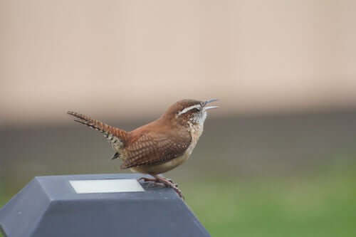 Best Bird Food for Wrens: A Comprehensive Feeding Guide - Haith's UK