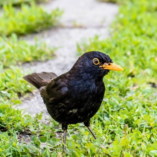 Best Practices for Ground-Feeding Birds: Supporting Your Garden Visitors Safely - Haith's UK