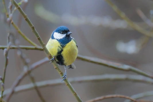 Beware: Seven Common Foods That Are Harmful to Birds - Haith's UK