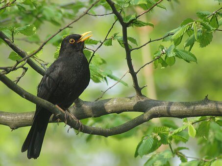 Big Garden Birdwatch Results 2022 - Haith's UK
