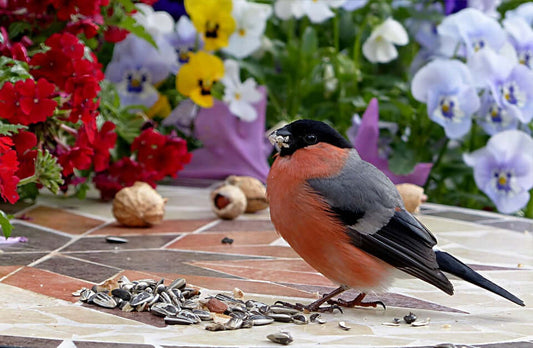 Bird feed - Haith's UK