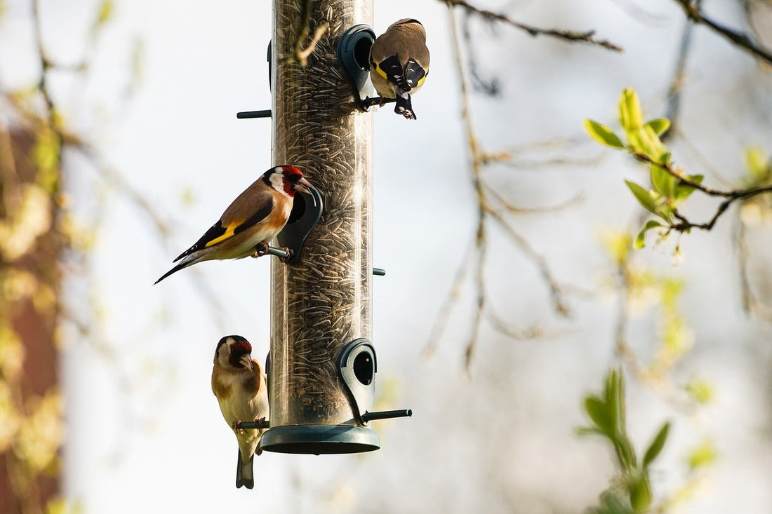 Bird Feeders: Choosing the Best Types and Maintaining Them - Haith's UK