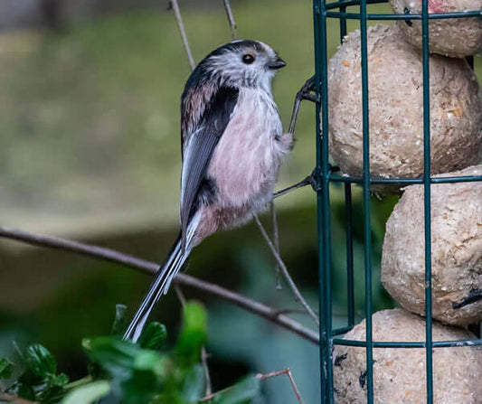 Bird feeders for fat balls - Haith's UK