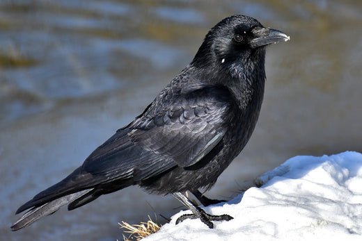 Bird Feeding Myths: Do Birds Need Winter Help? - Haith's UK