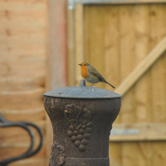Bird foods that Robins like - Haith's UK