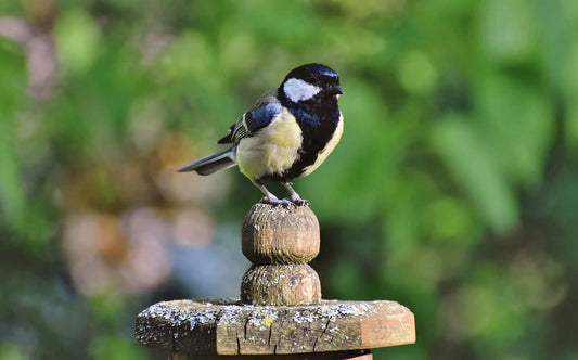 Bird Friendly Haven: Inviting Diversity and Promoting Bird Wellness - Haith's UK