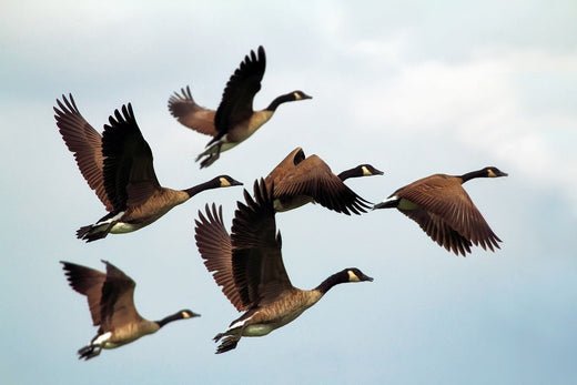 Bird Migration - Exploring a Phenomenon - Haith's UK