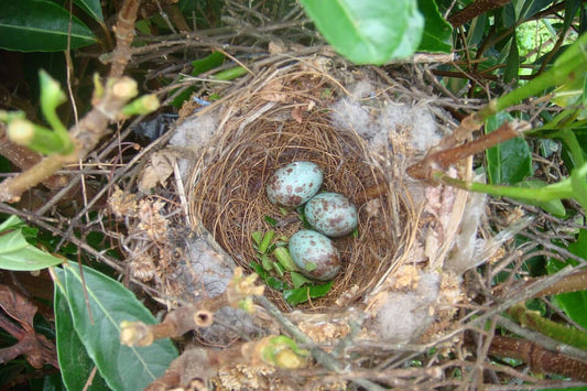 Bird Nests: Understanding the Method Behind the Madness - Haith's UK