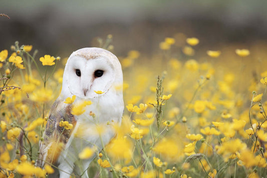 Bird Species Threatened with Extinction: Causes and Conservation Tips - Haith's UK
