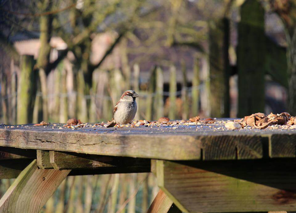 Bird Table - Haith's UK