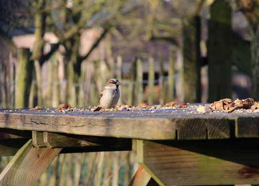 Bird Table - Haith's UK