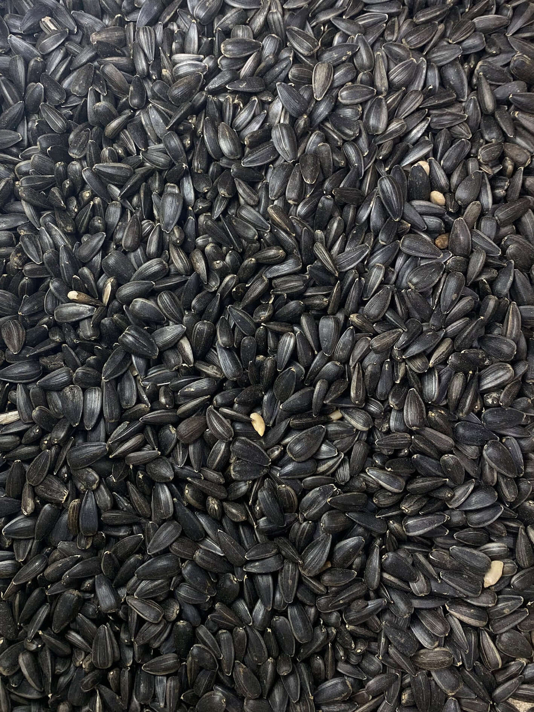 Birds deserve the best: clean black sunflower seeds for happy, healthy birds - Haith's UK
