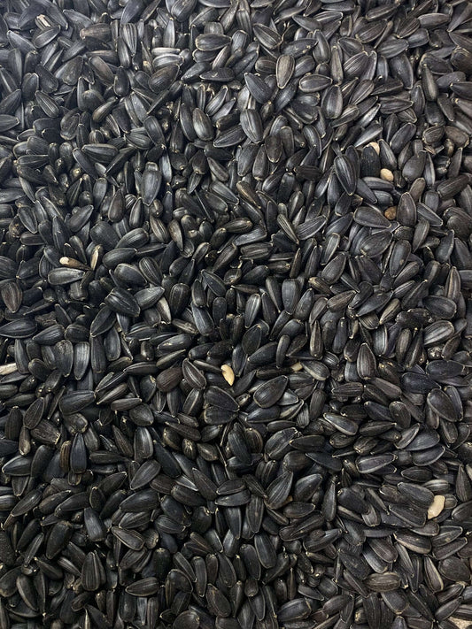 Birds deserve the best: clean black sunflower seeds for happy, healthy birds - Haith's UK