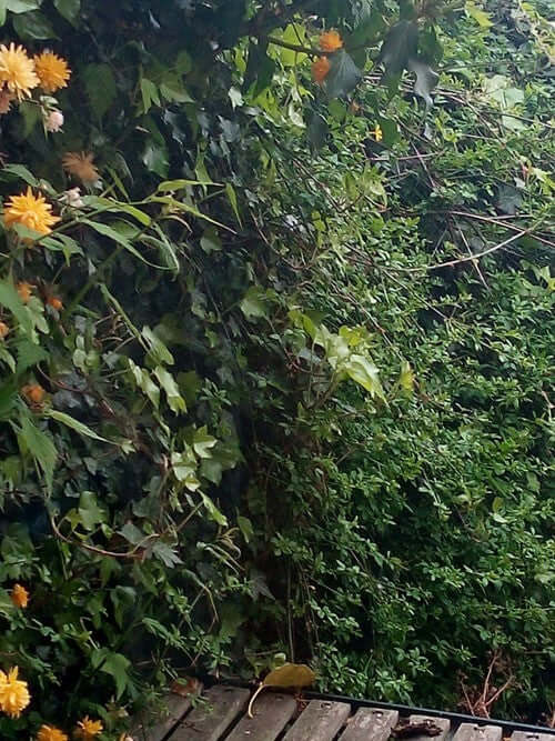 Birdwatching from Home: My Isolation Experience and Tips - Haith's UK