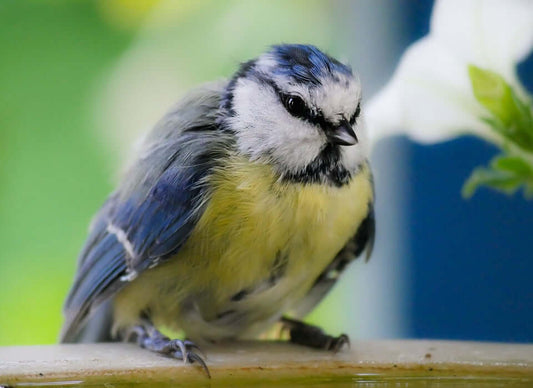 Blue Tit Nesting Box - Haith's UK