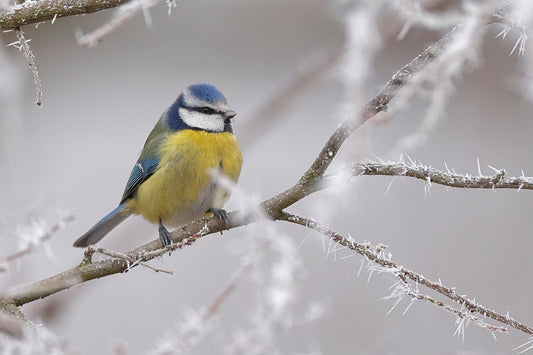 Blue Tit on a snowy branch
