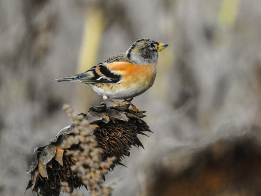 Brambling Bird: Identification, Migration, and Feeding Tips - Haith's UK