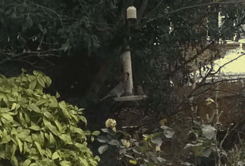 Brisk weather and brisk business at the feeders - Haith's UK