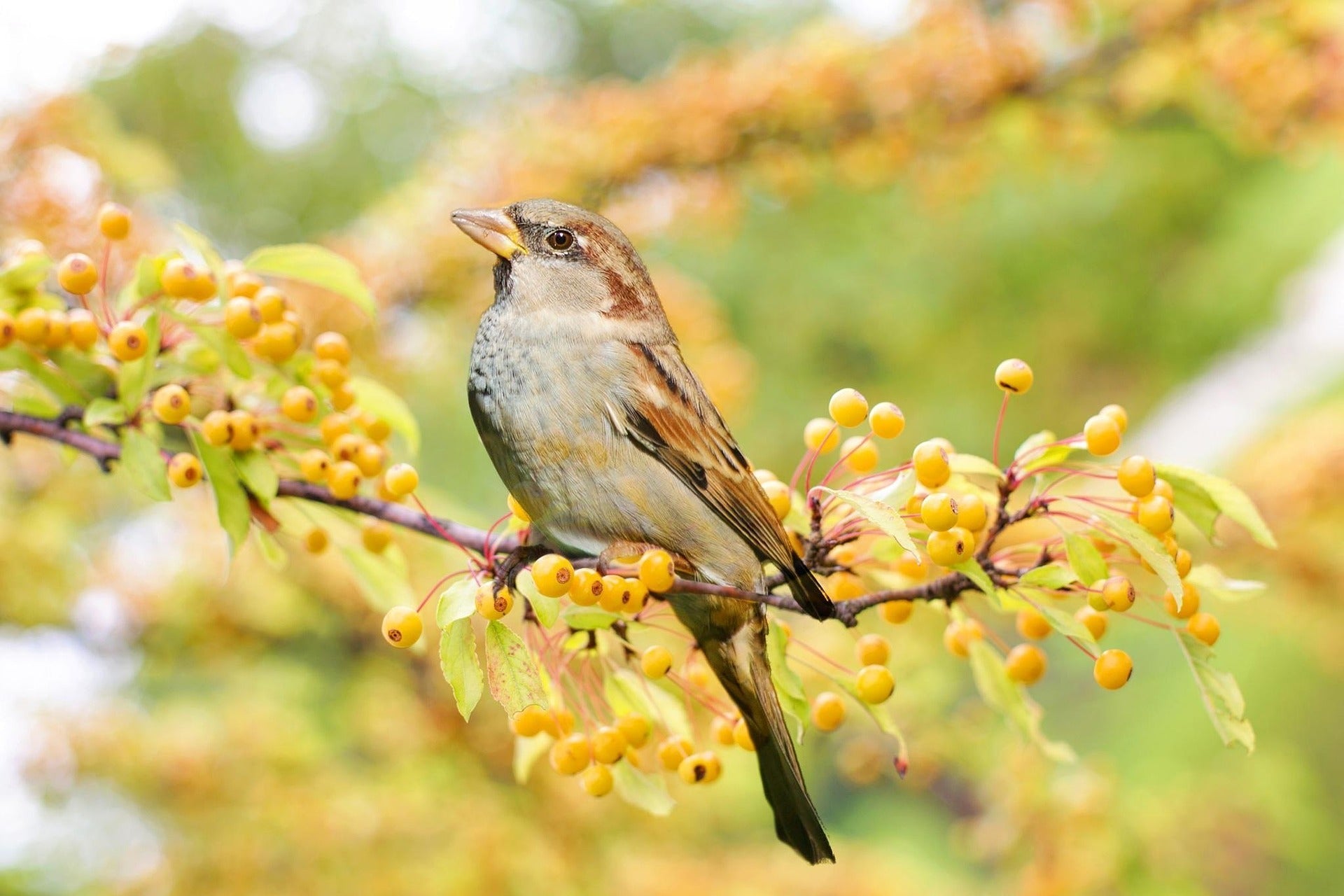 Britain’s Hidden Nature Network: Why Feeding Birds Still Matters