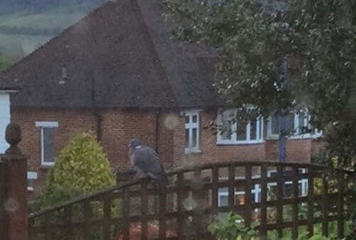 Busy parents - Haith's UK