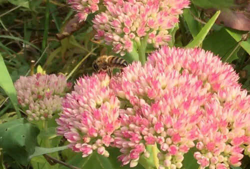 Buzz buzz buzz - Haith's UK