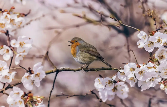 Celebrating May: Top Tips for Garden Bird Feeding This Spring - Haith's UK
