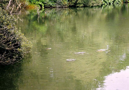 Chilling, resting and feeding - Haith's UK